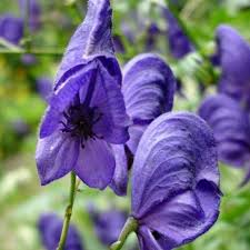 Pin On Flowers