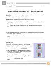 Yes it does,because in translation. Rnaproteinsynthesisse Pdf Docx Name Rachel Bell Date Student Exploration Rna And Protein Synthesis Vocabulary Amino Acid Anticodon Codon Gene Course Hero