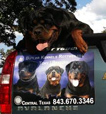 Learn more about killeen animal services in killeen, tx, and search the available pets they have up for adoption on petfinder. Butler Kennels Rottweilers Home Facebook