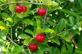 Some will survive several degrees of frost. Toptropicals Com We Grow Happiness