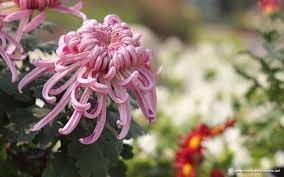 Chrysanthemum Jpg 1440 900 Chrysanthemum Flower Flower Pictures Chrysanthemum Flower Pictures