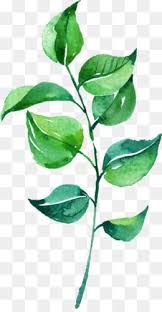 Leaves Png Leaves Transparent Clipart Free Download Eucalyptus Polyanthemos Royalty Free Watercolo Kartiny S Listom Cvetochnye Illyustracii Kartiny Akvarelyu