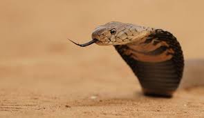 Mozambique Spitting Cobra Service Dogs Animals African Skies