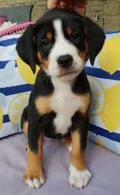 Lancaster puppies has a selection of greater swiss mountain dog breeders so you can find your puppy. Swisshaven Great Swiss Mountain Dogs Home Facebook