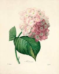 Hydrangea Art Flower Hydrangeas Art Botanical Painting Vintage Botanical Prints