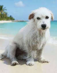 December 2025 Rocker Puppy Dog Rescue Sponsorship Recaps