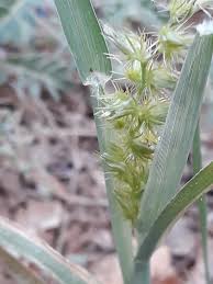 Image result for Cenchrus biflorus