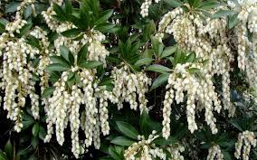 It is a spring white flowering shrub for. Mountain Snow Pieris 2 5 Quart Shrub Deer Resistant Shrubs Togogarden
