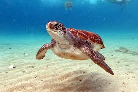 Image result for turtle