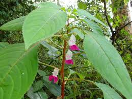 Image result for Impatiens burtonii