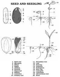 Seed Germination Carolina Com