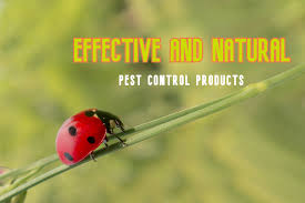 Safe pest control is my mantra. Effective And All Natural Pest Control Products Female Choice Pest Control