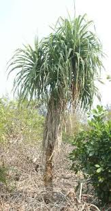 Image result for Pandanus odoratissimus