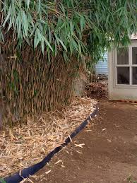Bamboo Care And Maintenance A Guide For Growing And Controlling Bamboo Bamboo Garden Small Backyard Gardens Fence Landscaping