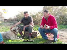 Sadik Dostlar Suru Kopekleri Youtube