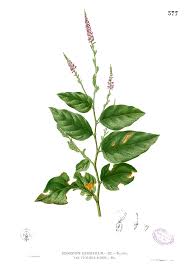 Image result for Pleurolobus