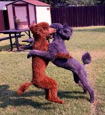 See puppy photos, health info & reviews. Nola Standards