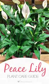 Maybe you would like to learn more about one of these? Peace Lily Plant Care Guide How To Grow A Peace Lily Peace Lily Plant Lily Plant Care Peace Lily Plant Care