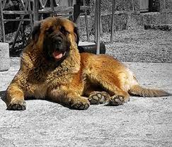 The estrela mountain dog and it's representation in the uk and beyond. Estrela Mountain Dog Pet Keen
