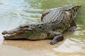 Apakah hp baterai tanam bisa diganti? Tiket Melaka Crocodile Park Harga Promo 2021 Di Traveloka Xperience