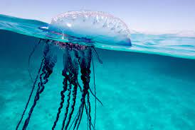 The man of war jellyfish is also known as the bluebottle, blue bubble and the portuguese man of war. 10 Facts About The Portuguese Man O War Mental Floss