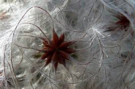We did not find results for: Clematis Uberwintern Tipps Tricks Fur Alle Arten Lubera