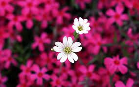 Check spelling or type a new query. Hd Flowers Computer Wallpapers Wallpaper Cave