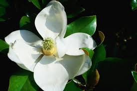 Grow white narcissus flower in your work area, and it will bring notice to your hard work and talent. Revealed The First Flower 140 Million Years Old Looked Like A Magnolia Scientific American