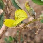 Image result for Crotalaria chrysochlora