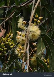 Image result for Eucalyptus tereticornis
