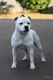 Albermarbull Ice White Staffordshire Bull Terrier Pitbull Terrier Stafford Bull Terrier Bull Terrier