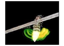 Glow worm Walk