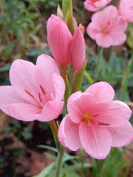 Image result for Hesperantha petitiana