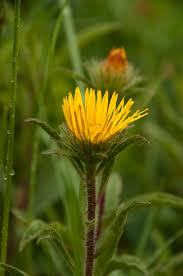 Image result for Pentanema indicum