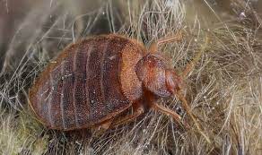 But what are the chances of bed bugs infesting your car? Can Bed Bugs Live In Your Car All You Need To Know Pestkilled