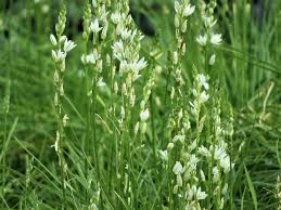 Image result for Ornithogalum