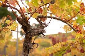 Well, what do you know? Vine Vineyard Wine Quiz Test Your Knowledge Decanter
