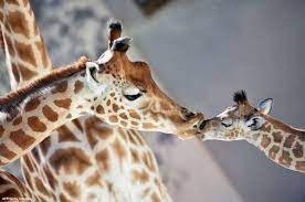 Baby Giraffe Born This Week At A Zoo In France Kisses His Mother Good Morning America Scoopnest