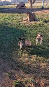 You'd think she was a Kiwi pup! 🤷‍♀️