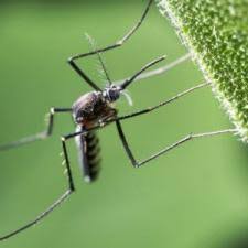 That's why we provide you with the best pest control service with the latest methods and equipment to make sure your problem is taken care of, and quick! Cherry Hill Pest Control Contractor Tick Control Indoor Protection Plan