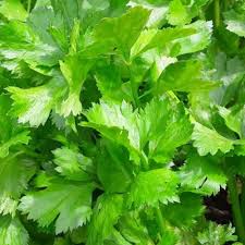 Cerah di rumah, anda dapat menanam daun bawang dan menikmati rasa segar dan tajam bawang pada salad, sup, dan casserole anda. Daun Sup