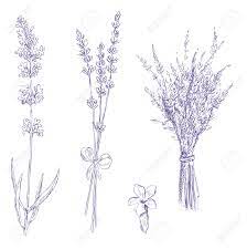 If your soil is sandy, mix in some gravel to improve drainage. Lavender Pencil Drawing Vector Set Royalty Free Cliparts Vectors And Stock Illustration Image 13561208