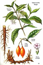 Image result for Tabernanthe elliptica