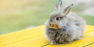 Or.a rabbit by any other name is still a rabbit. Rabbit Names For Your New Bunny