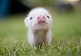 What You Need To Know Before Bringing Home Your First Pet Pig