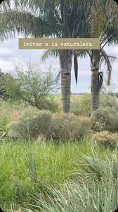 Image result for Sorghastrum stipoides