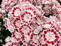 With an easily manageable size, it's perfect for a home garden that has a bit of shade. Kalmia Latifolia Minuet Hortinno