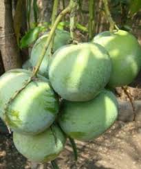 Check spelling or type a new query. Tanaman Mangga Apel
