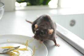 Maybe you would like to learn more about one of these? Deratisation A Paris Et En Ile De France Eco Pest