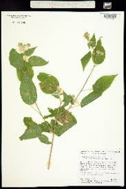 Image result for Abutilon englerianum